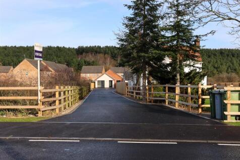 Copper Beech Close-5.jpg