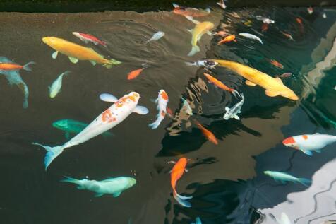 Koi Pond