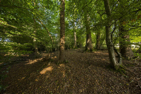 Woodland 1