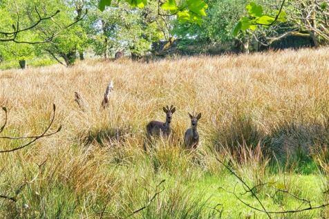 Deer In Front Field