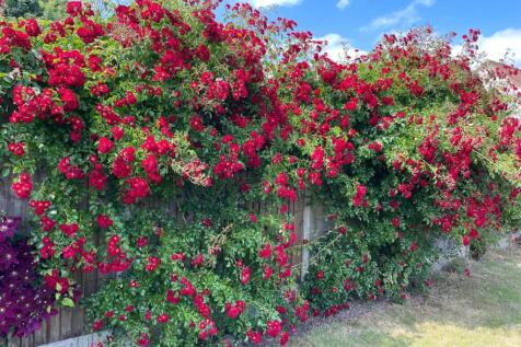 Rambling Roses
