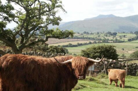 KYLA003 FELLS AND ANGUS IN BACKGROUND.jpg