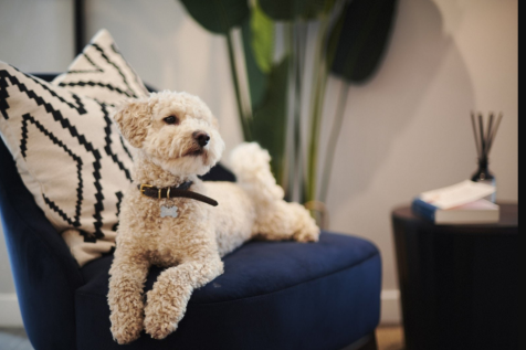 Pet-friendly