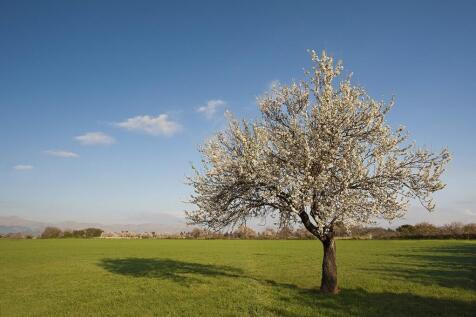 Mallorca's Countrysi