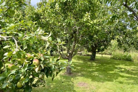 Orchard