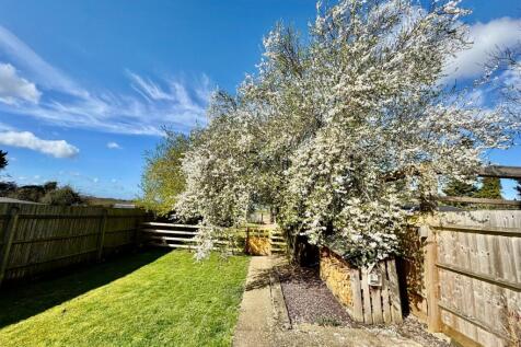 Cherry Plum Blossom Tree 