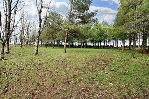 Woodland/paddock area