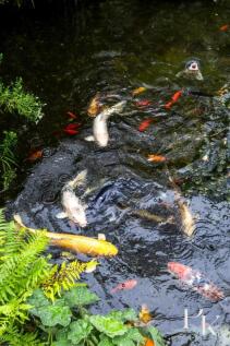 pearson keehan13.jpg