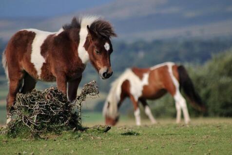 Dartmoor 3