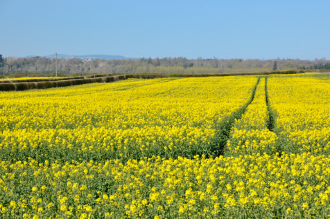 West Ord Farm