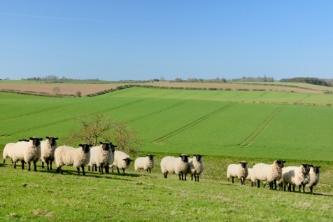 West Ord Farm