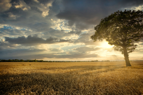 Countryside Walks