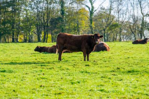 Livestock