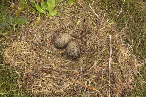 Skua Nest