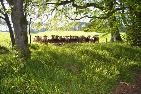 Cattle At Byth
