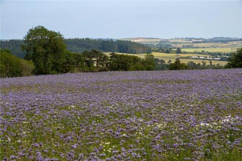 Phacelia