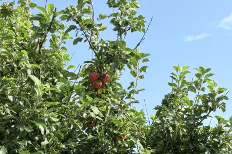 Old Lakehead of Ae, Ae, Dumfries, DG1 3LU - Braidw