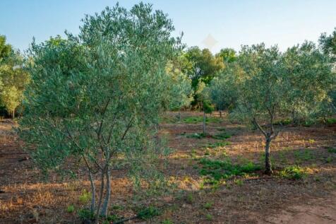 Olive Trees
