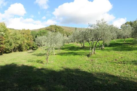 Olive Grove