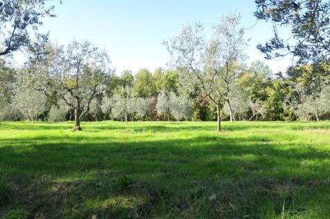 Olive Grove