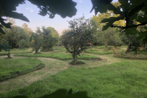 Orchard