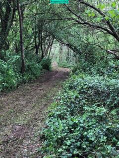 Wooded area