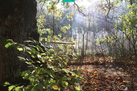 Swing in wooded area