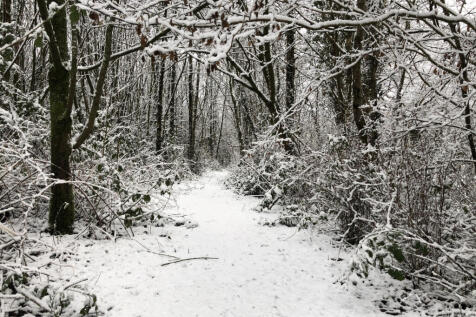 Fedwen in Winter