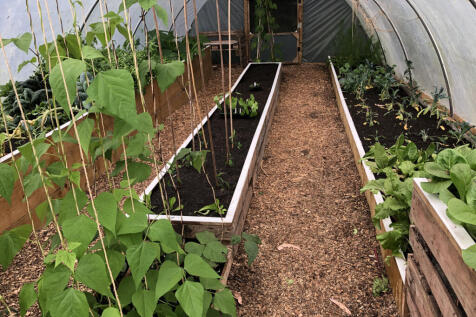 Polytunnel