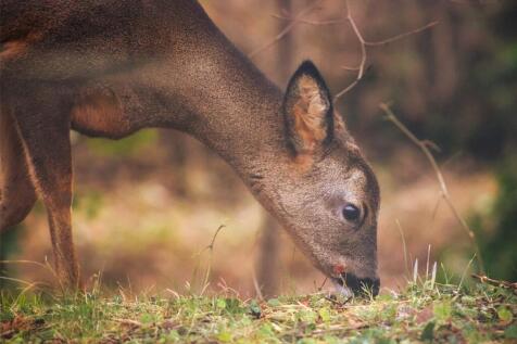 Deer Next To House