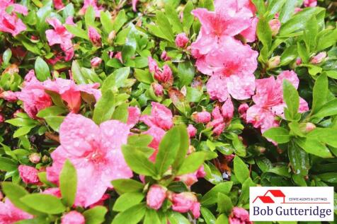 ENCLOSED REAR GARDEN