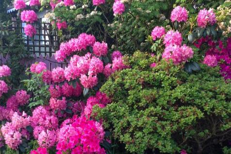 Garden In Springtime