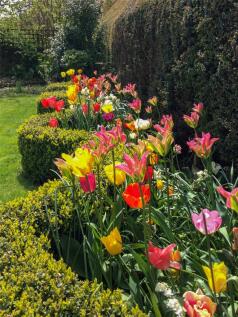 Garden In Springtime