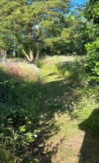 Wildflower Garden