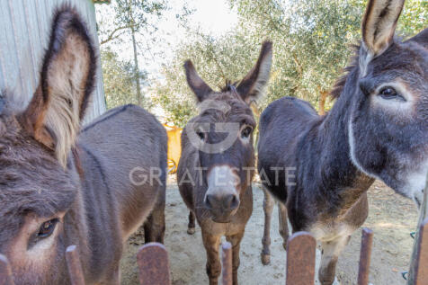 Panorama e Particolari