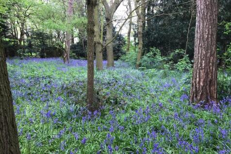 Woodland
