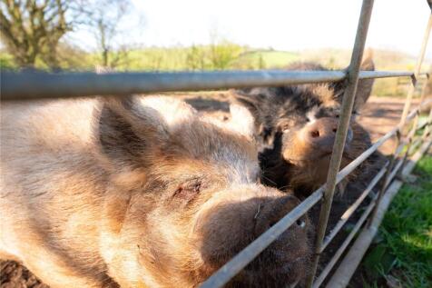 Piggies