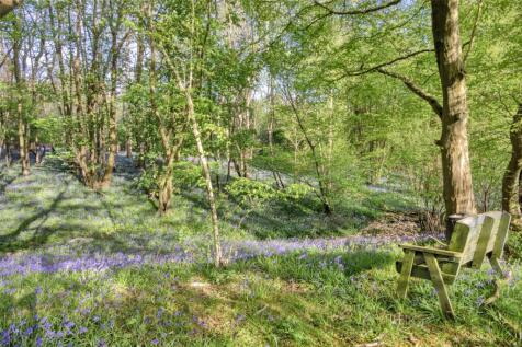 Bluebell Woods