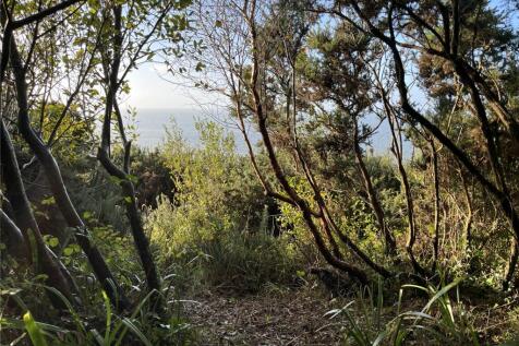 View Through Trees