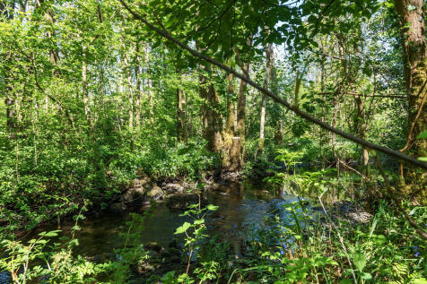 Stream and woodla...