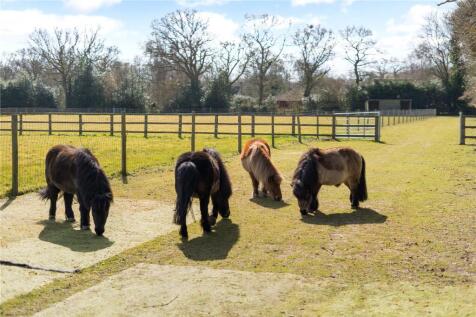 Minature Ponies