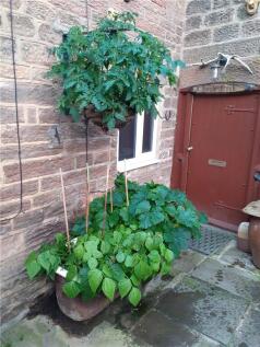 Courtyard Garden