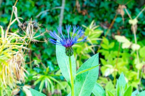 DSC03489-HDR.jpg