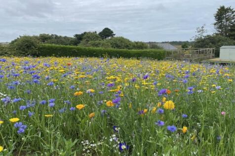 Monks Path Wild Flower Meadow.jpg