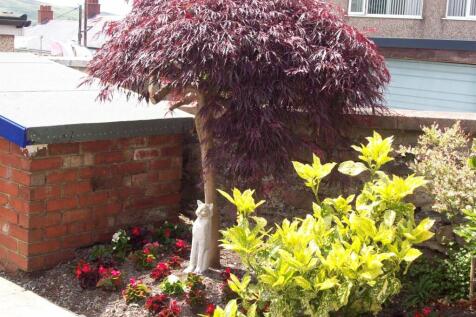 1 Caradog Garden Cat 2.JPG