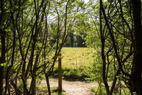 Surrounding Woodlands