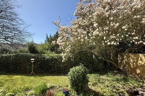 Magnolia Tree