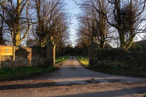 Tree lined driveway