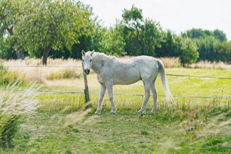 One of the 'neigh'bours!