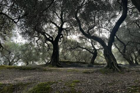 Olive grove